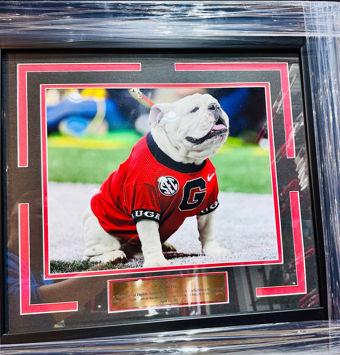 UGA Uga X Mascot HM