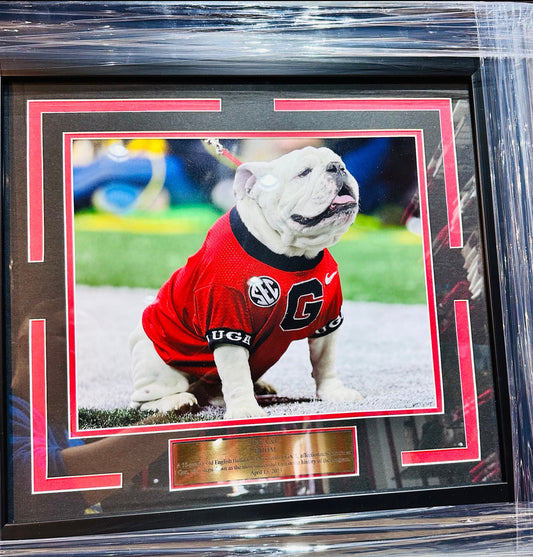 UGA Uga X Mascot HM