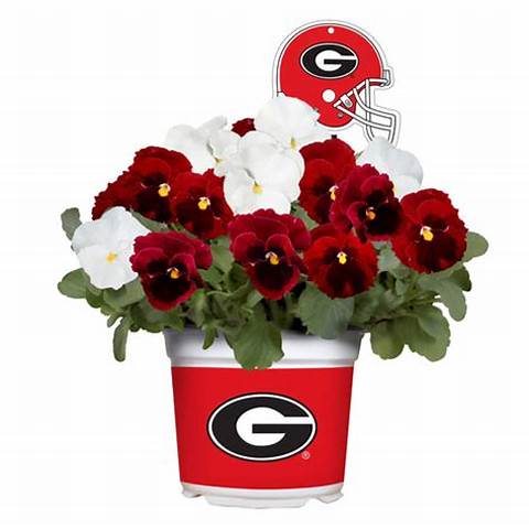 UGA Pot/Bucket Super G